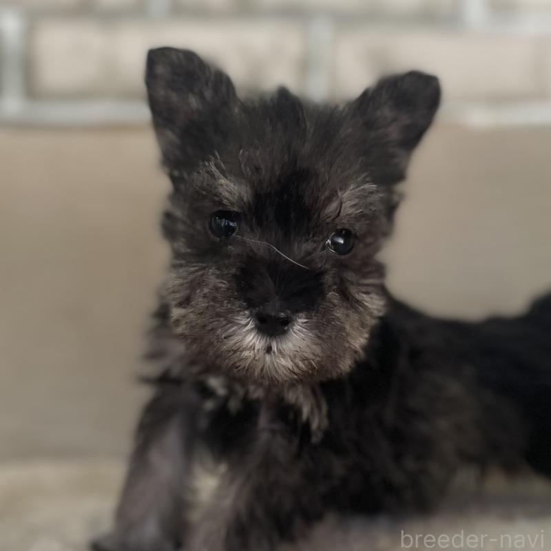 販売中の熊本県のミニチュアシュナウザー-437278の1枚目