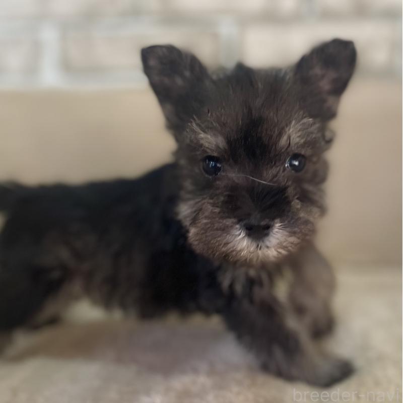 販売中の熊本県のミニチュアシュナウザー-437278の5枚目