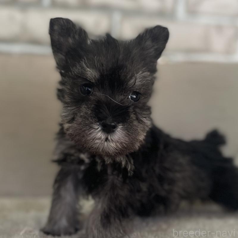 販売中の熊本県のミニチュアシュナウザー-437278の4枚目