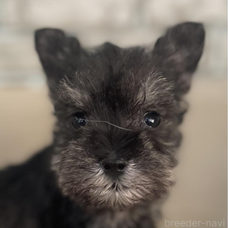 販売中の熊本県のミニチュアシュナウザー-437278の3枚目