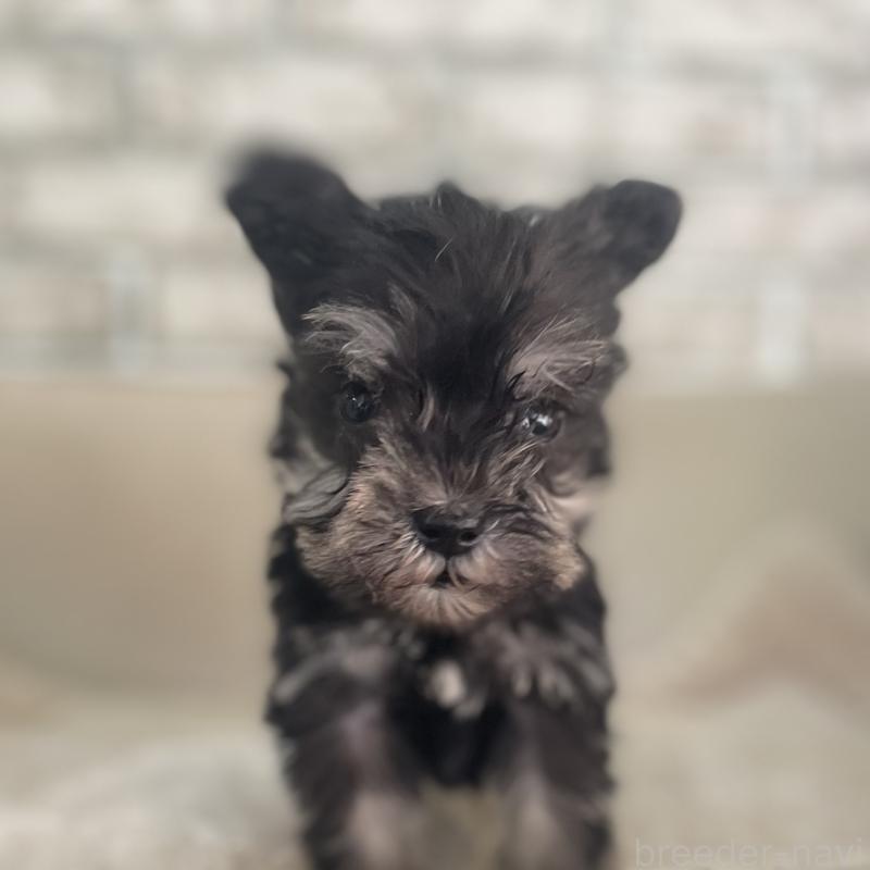 販売中の熊本県のミニチュアシュナウザー-437278の2枚目