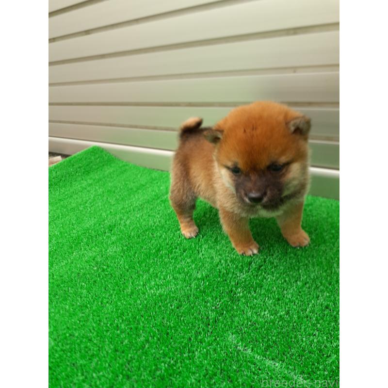 商談中の熊本県の豆柴-432083の4枚目