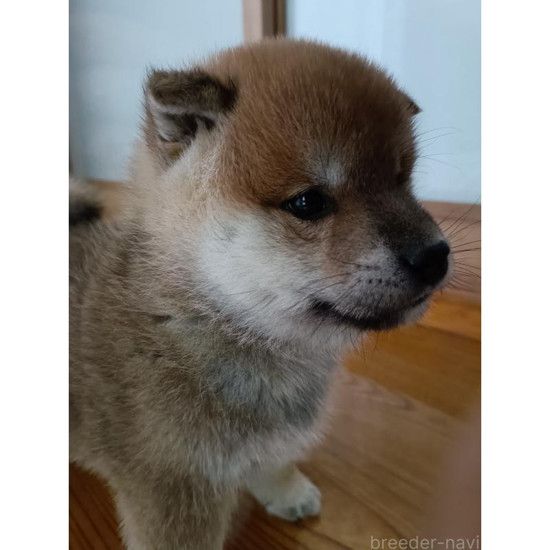 販売中の岩手県の柴犬-437281の5枚目