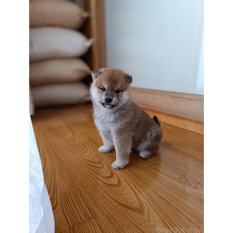 販売中の岩手県の柴犬-437281の4枚目