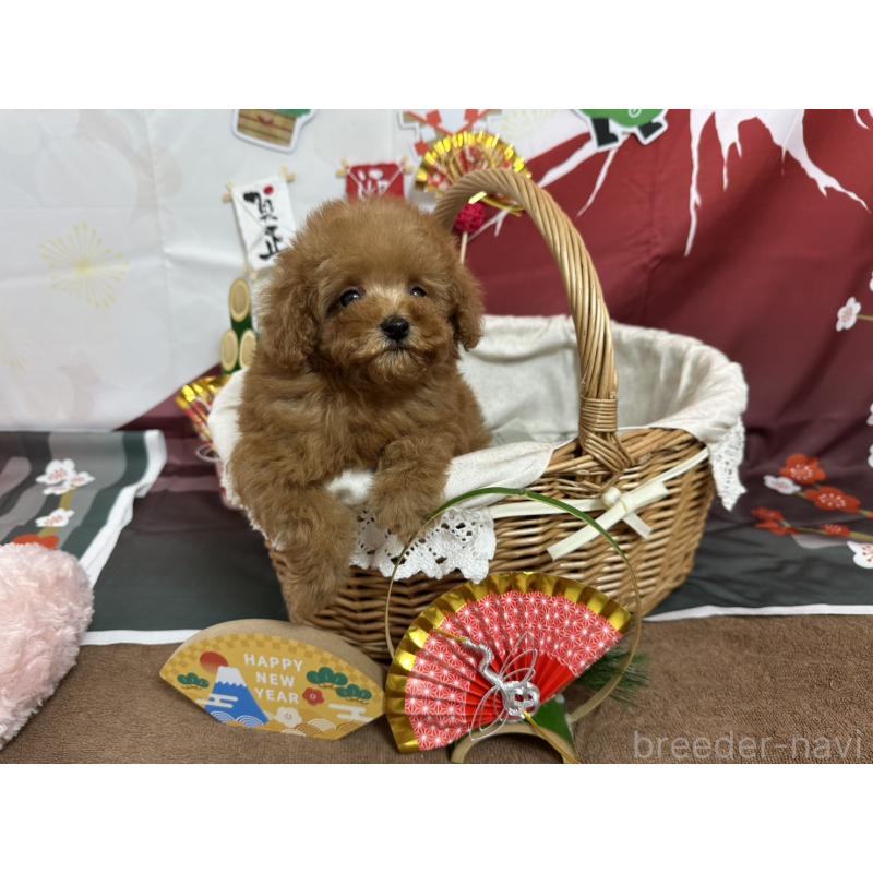 販売中の愛知県のタイニープードル-437279の7枚目