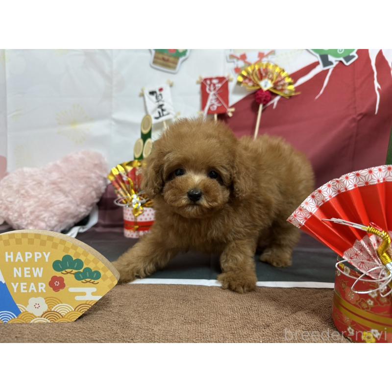販売中の愛知県のタイニープードル-437279の6枚目