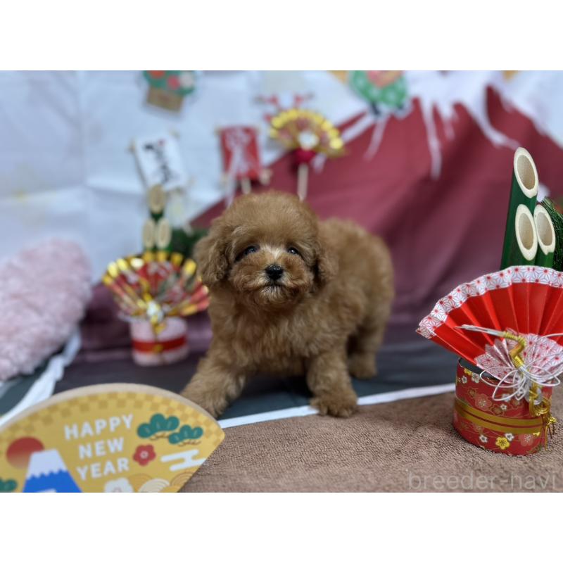 販売中の愛知県のタイニープードル-437279の5枚目