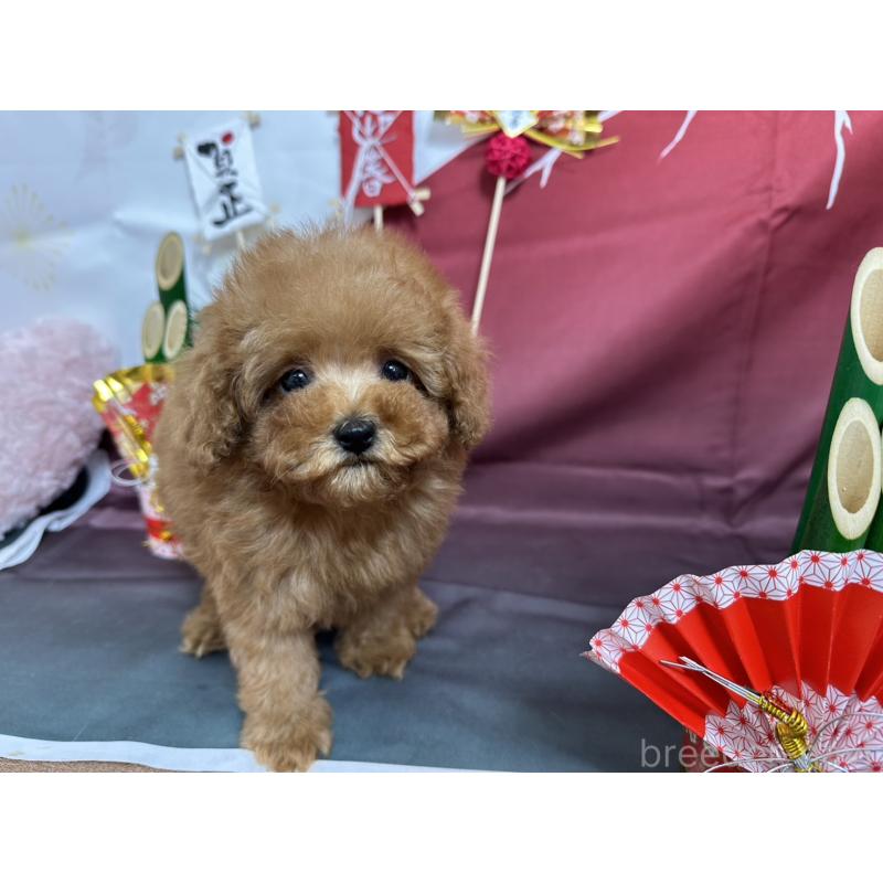 販売中の愛知県のタイニープードル-437279の4枚目