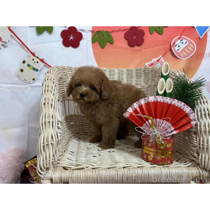 販売中の愛知県のタイニープードル-437279の3枚目