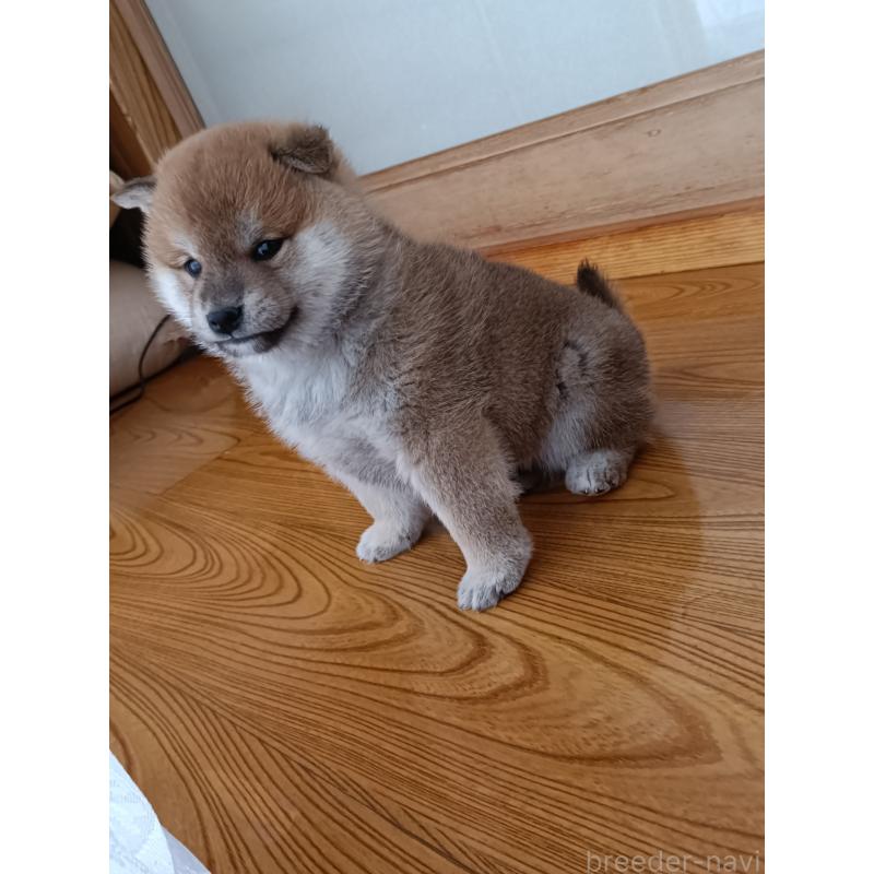 販売中の岩手県の柴犬-437281の3枚目