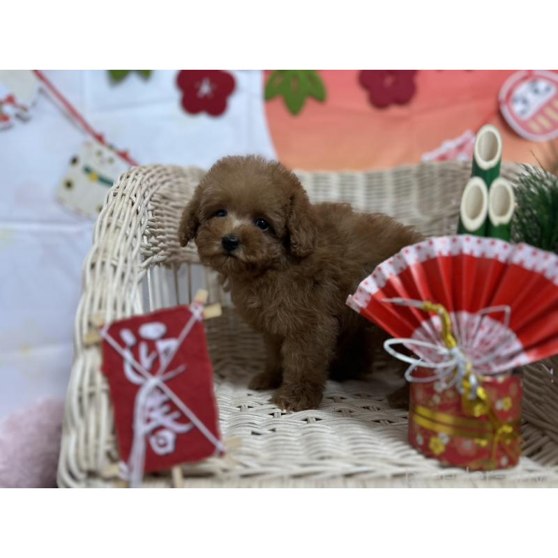 販売中の愛知県のタイニープードル-437279の2枚目