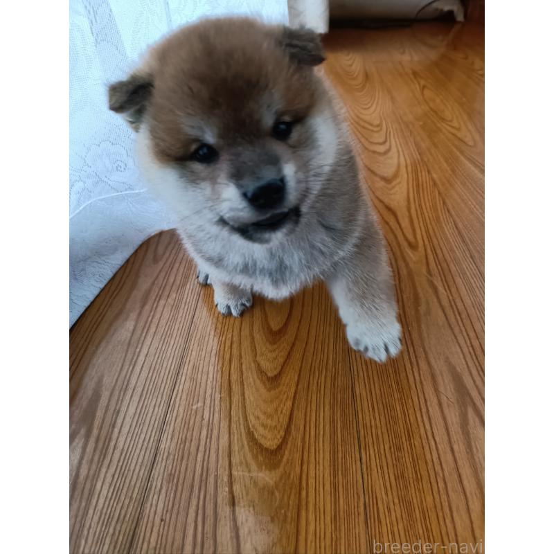 販売中の岩手県の柴犬-437281の2枚目