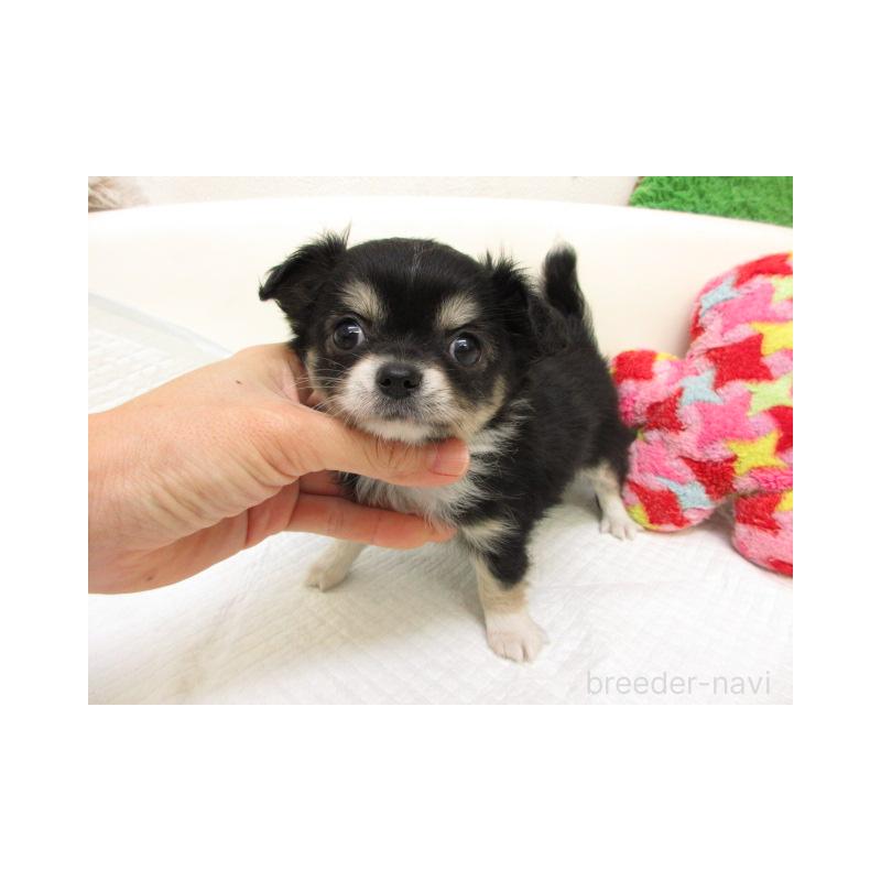 販売中の大阪府のチワワ(ロングコート)-437280