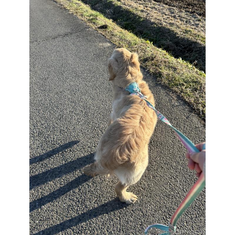 商談中の千葉県のゴールデンレトリーバー-391660の3枚目