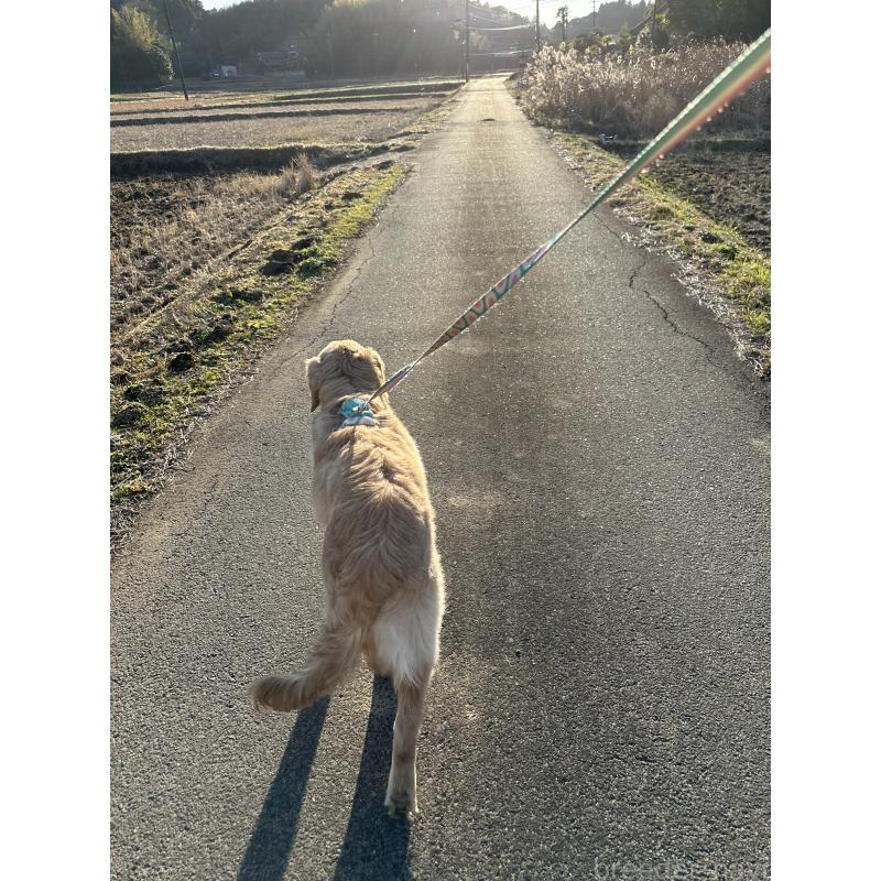 商談中の千葉県のゴールデンレトリーバー-391660の2枚目