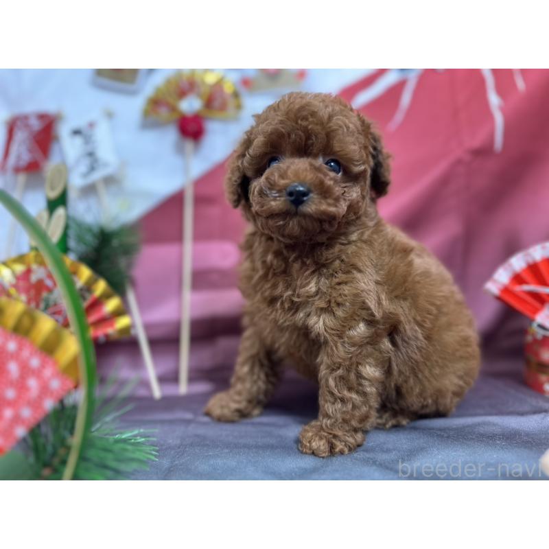 販売中の愛知県のタイニープードル-437282の7枚目