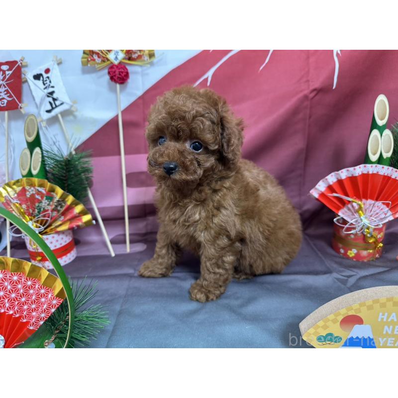 販売中の愛知県のタイニープードル-437282の6枚目