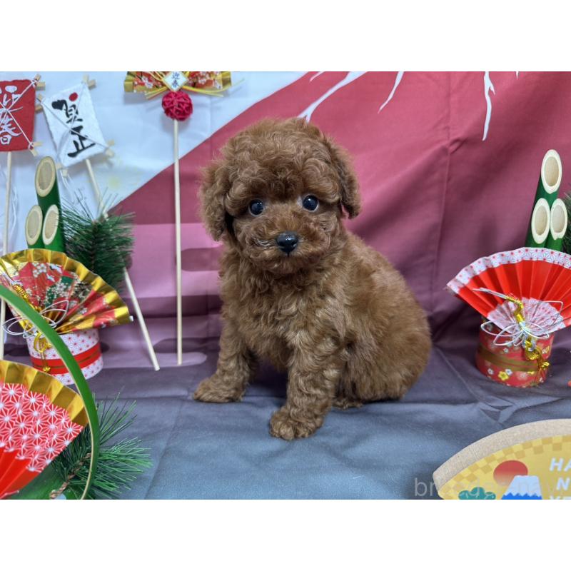 販売中の愛知県のタイニープードル-437282の5枚目