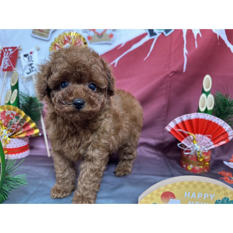 販売中の愛知県のタイニープードル-437282の4枚目