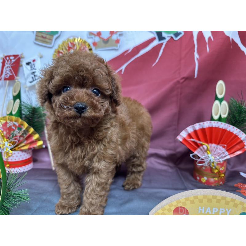 販売中の愛知県のタイニープードル-437282の3枚目