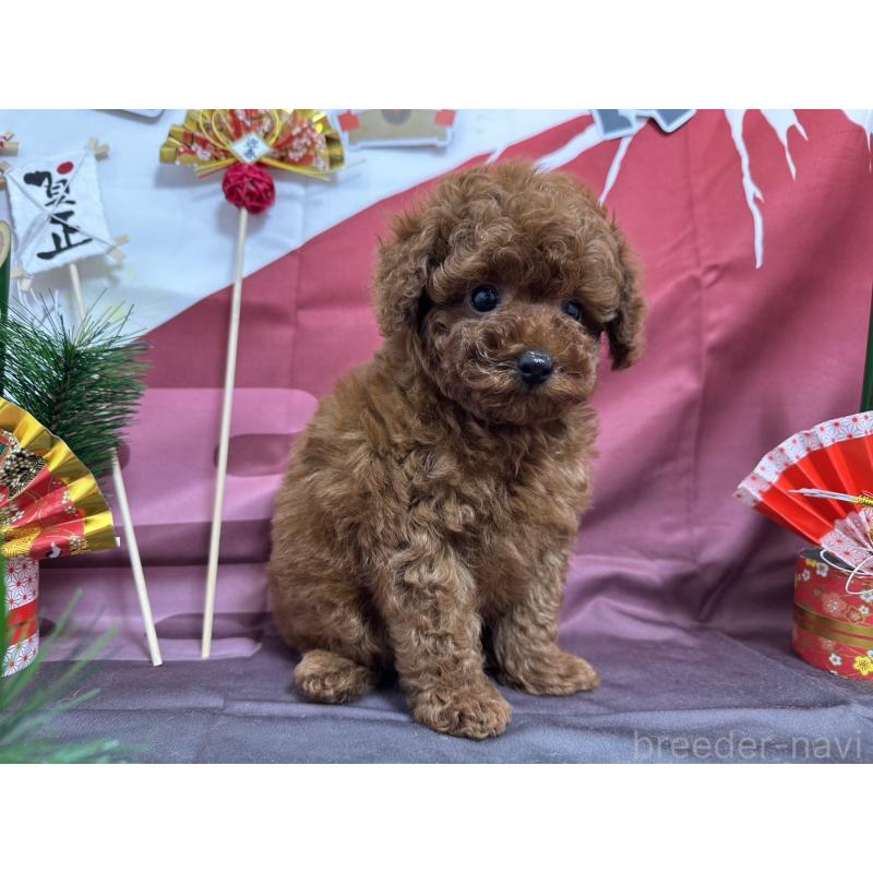 販売中の愛知県のタイニープードル-437282の2枚目