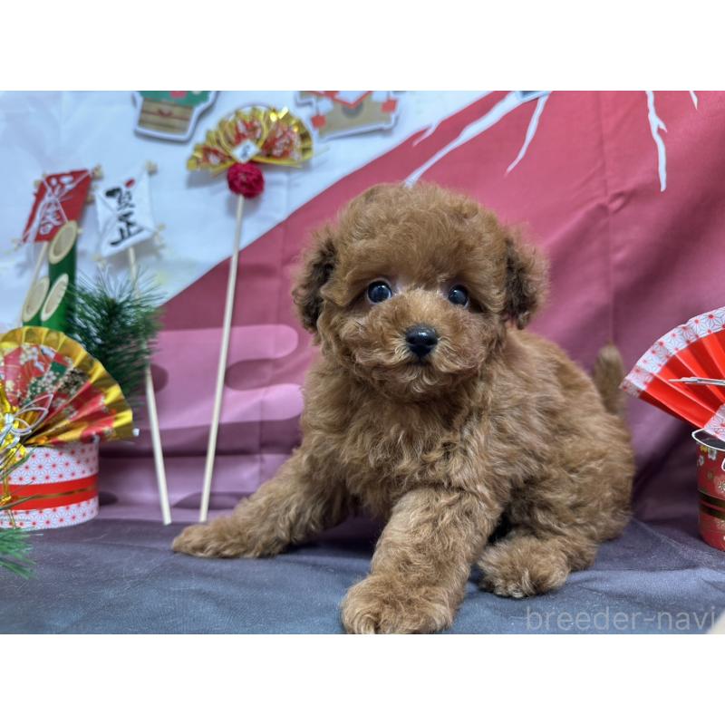 販売中の愛知県のタイニープードル-437283の8枚目