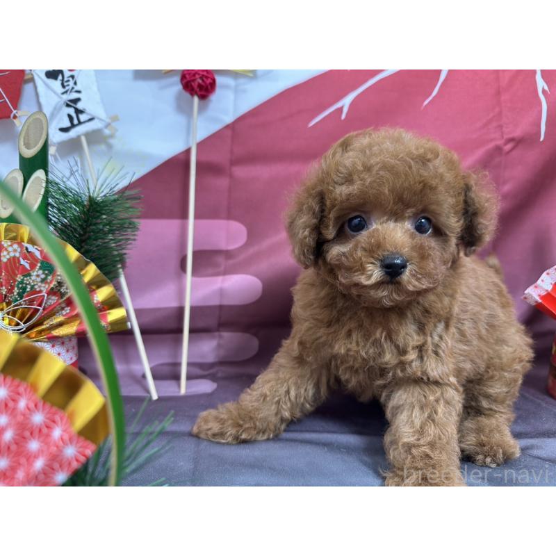 販売中の愛知県のタイニープードル-437283の7枚目