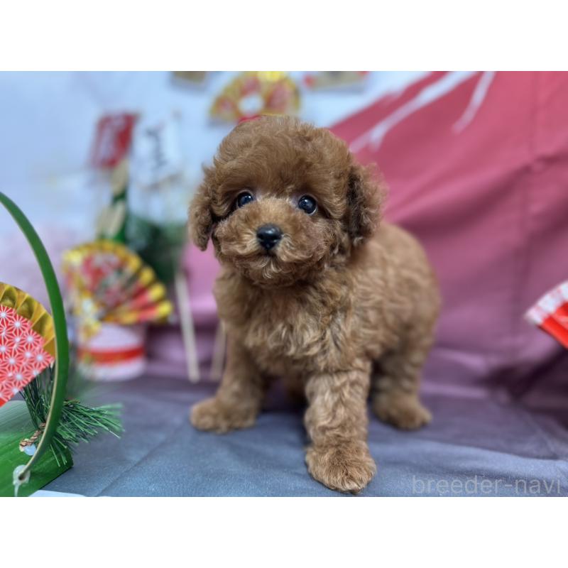 販売中の愛知県のタイニープードル-437283の6枚目