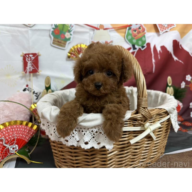 販売中の愛知県のタイニープードル-437283の5枚目