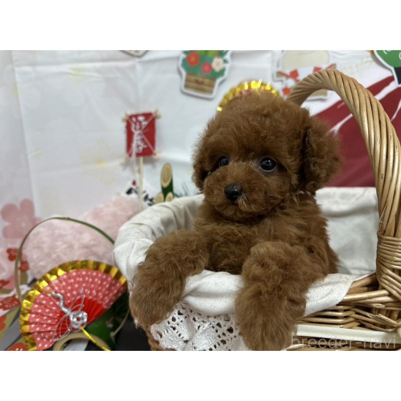 販売中の愛知県のタイニープードル-437283の4枚目