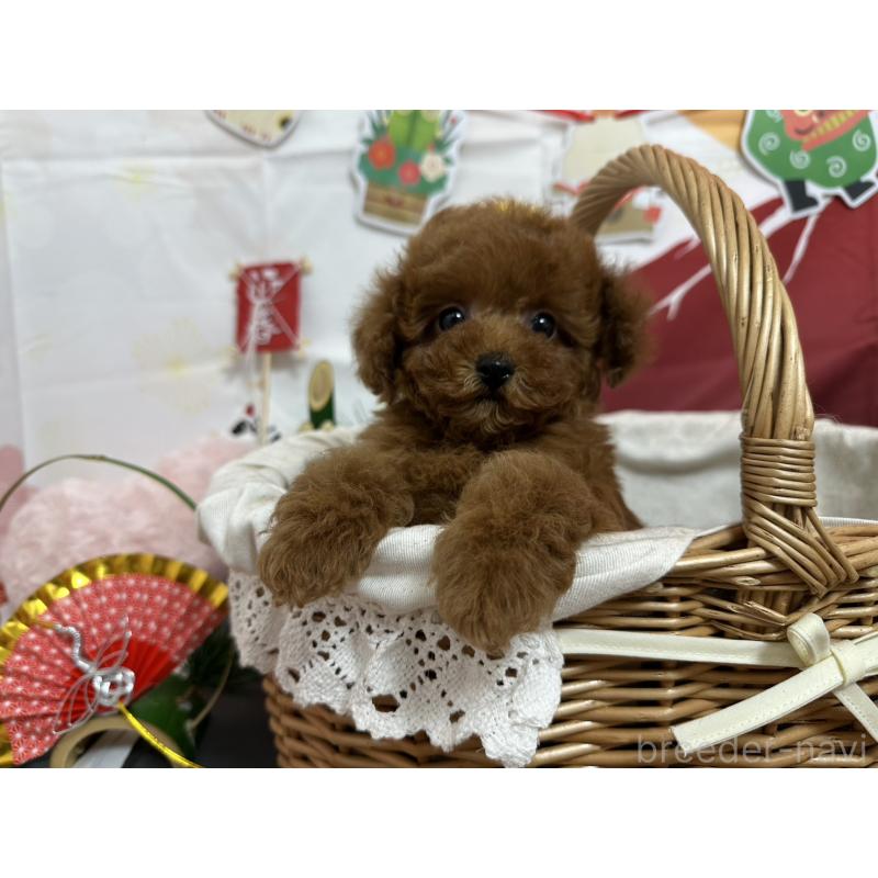 販売中の愛知県のタイニープードル-437283の3枚目