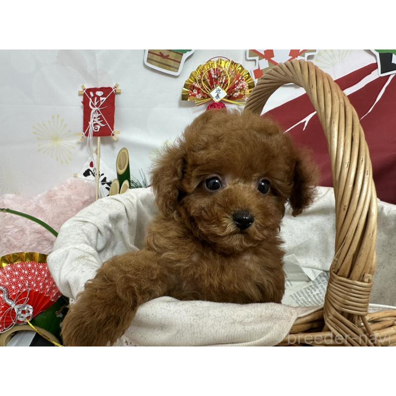 販売中の愛知県のタイニープードル-437283の2枚目