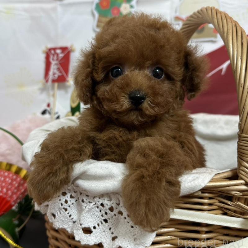 販売中の愛知県のタイニープードル-437283の1枚目