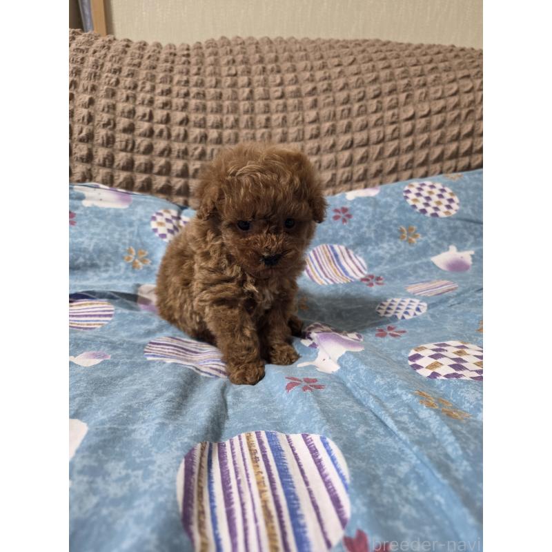 販売中の埼玉県のティーカッププードル-437284の11枚目