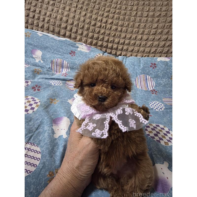 販売中の埼玉県のティーカッププードル-437284の10枚目