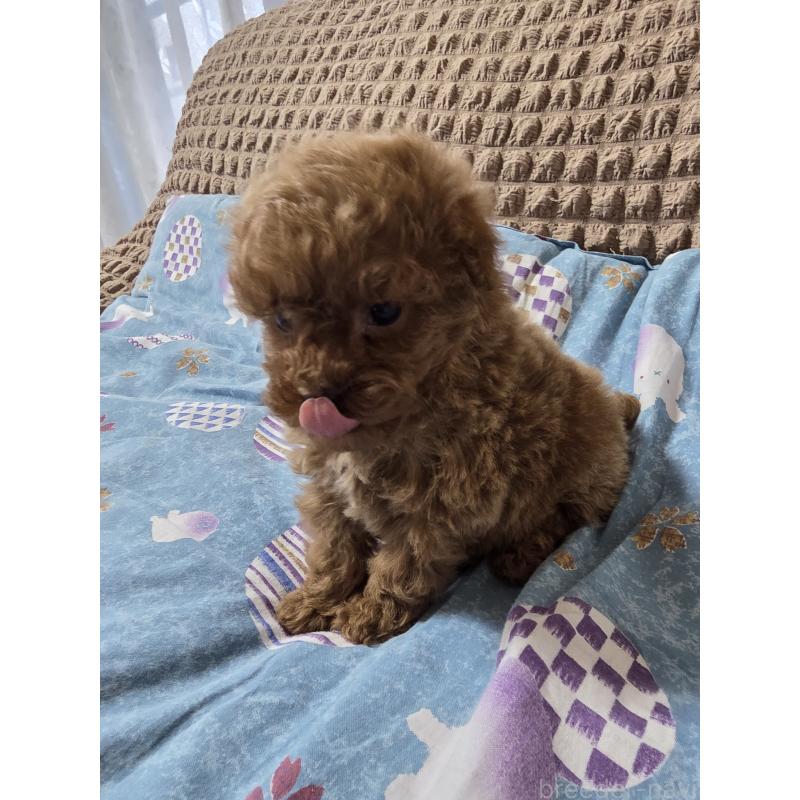 販売中の埼玉県のティーカッププードル-437284の9枚目