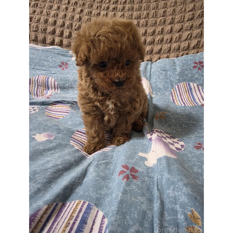 販売中の埼玉県のティーカッププードル-437284の8枚目