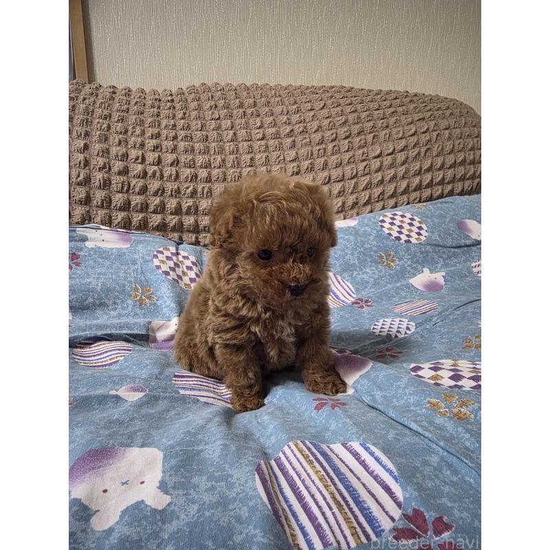 販売中の埼玉県のティーカッププードル-437284の6枚目