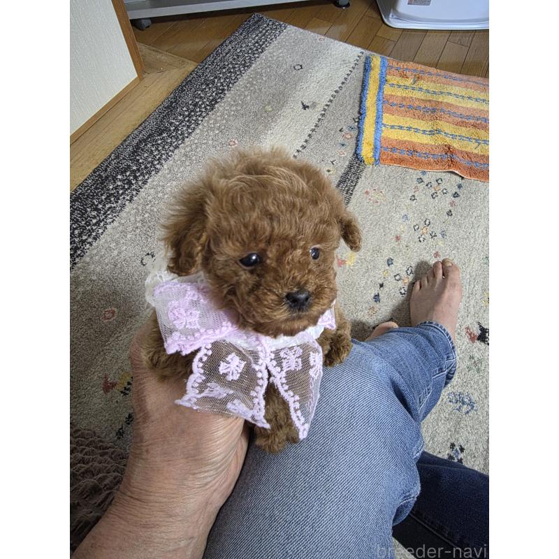 販売中の埼玉県のティーカッププードル-437284の5枚目