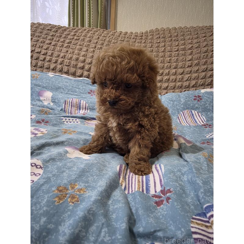 販売中の埼玉県のティーカッププードル-437284の3枚目