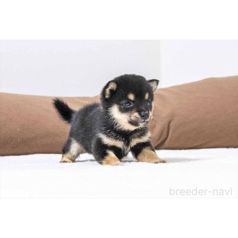 販売中の大分県の豆柴-437285の2枚目