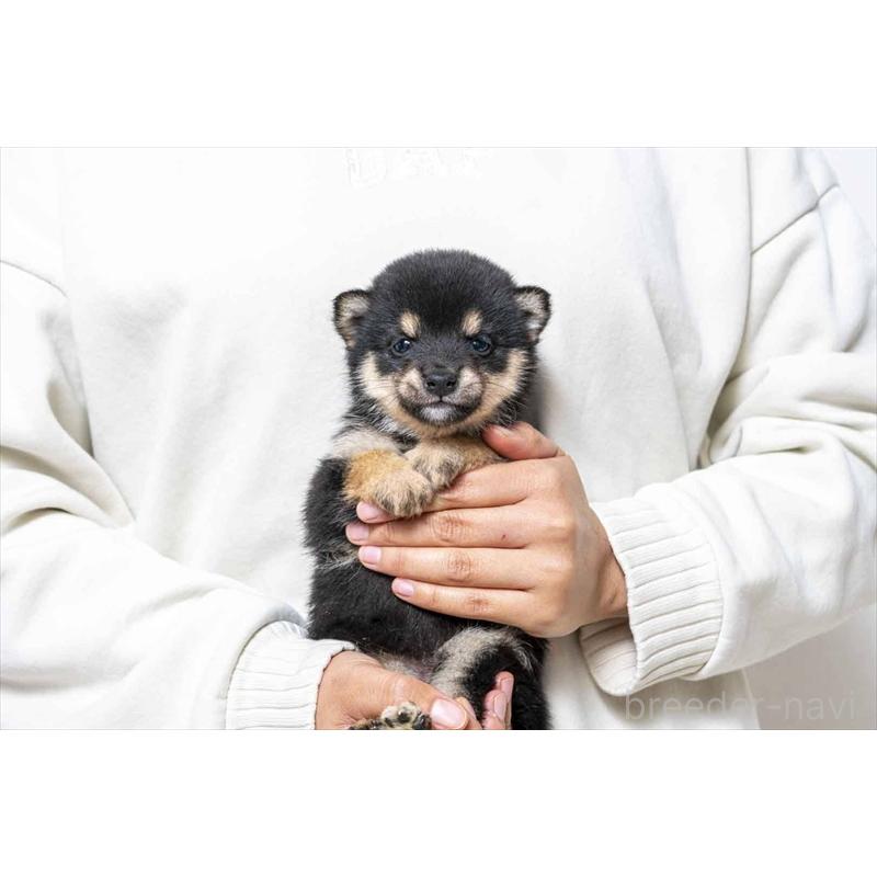 販売中の大分県の豆柴-437285