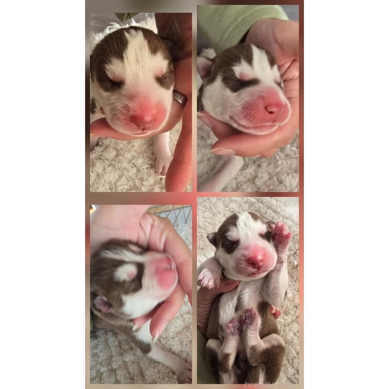 販売中の長野県のシベリアンハスキー-437286の3枚目