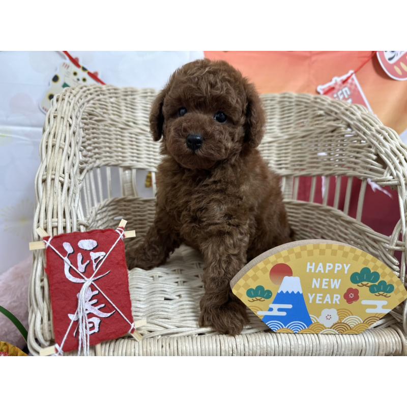 販売中の愛知県のタイニープードル-437288の7枚目