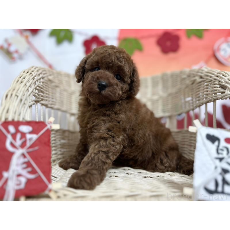 販売中の愛知県のタイニープードル-437288の5枚目