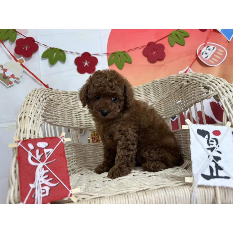 販売中の愛知県のタイニープードル-437288の4枚目