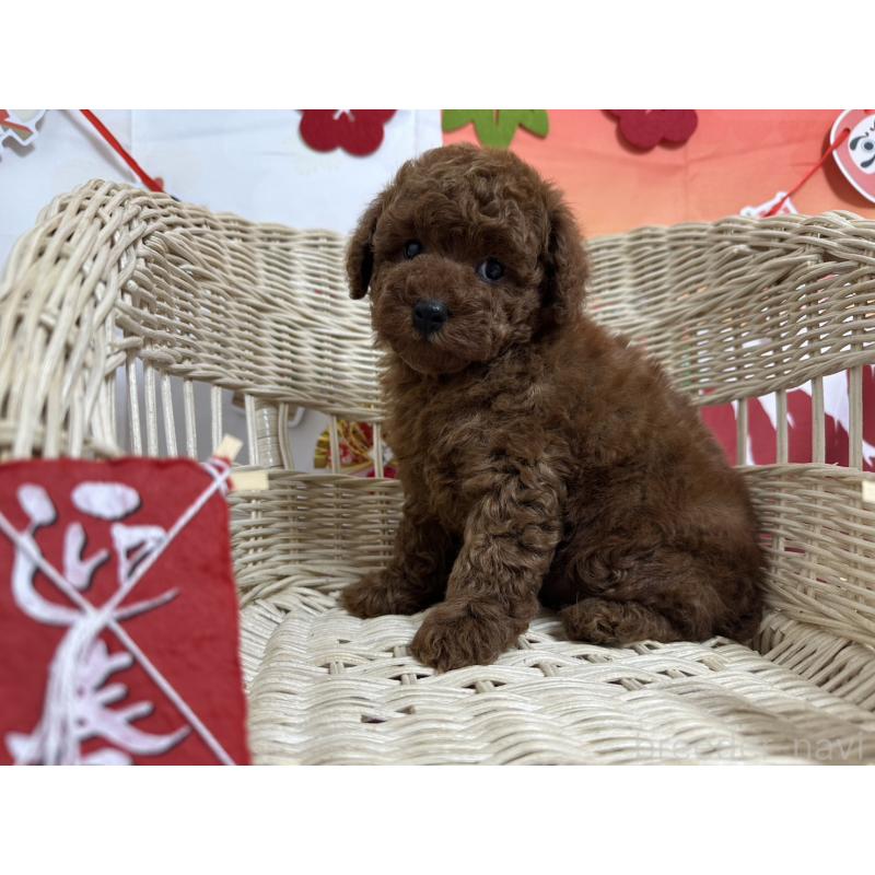 販売中の愛知県のタイニープードル-437288の3枚目