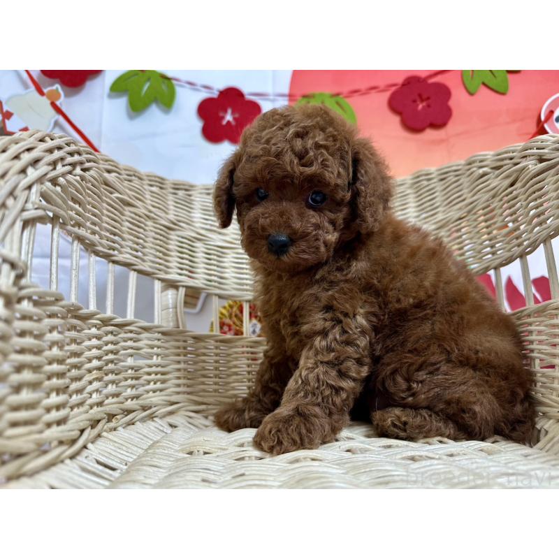 販売中の愛知県のタイニープードル-437288の2枚目