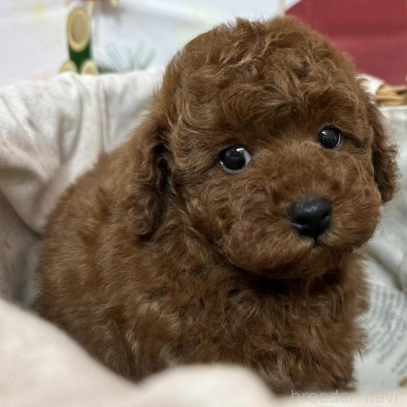 販売中の愛知県のタイニープードル-437288の1枚目