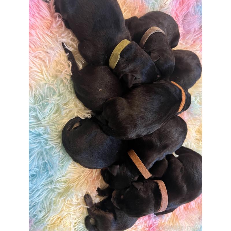 販売中の愛知県のロットワイラー-437023